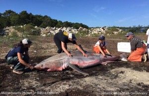 IMAGE COURTESY OF THE ATLANTIC WHITE SHARK CONSERVANCY