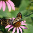 Winged Beauties: Inside the CCMNH Butterfly House