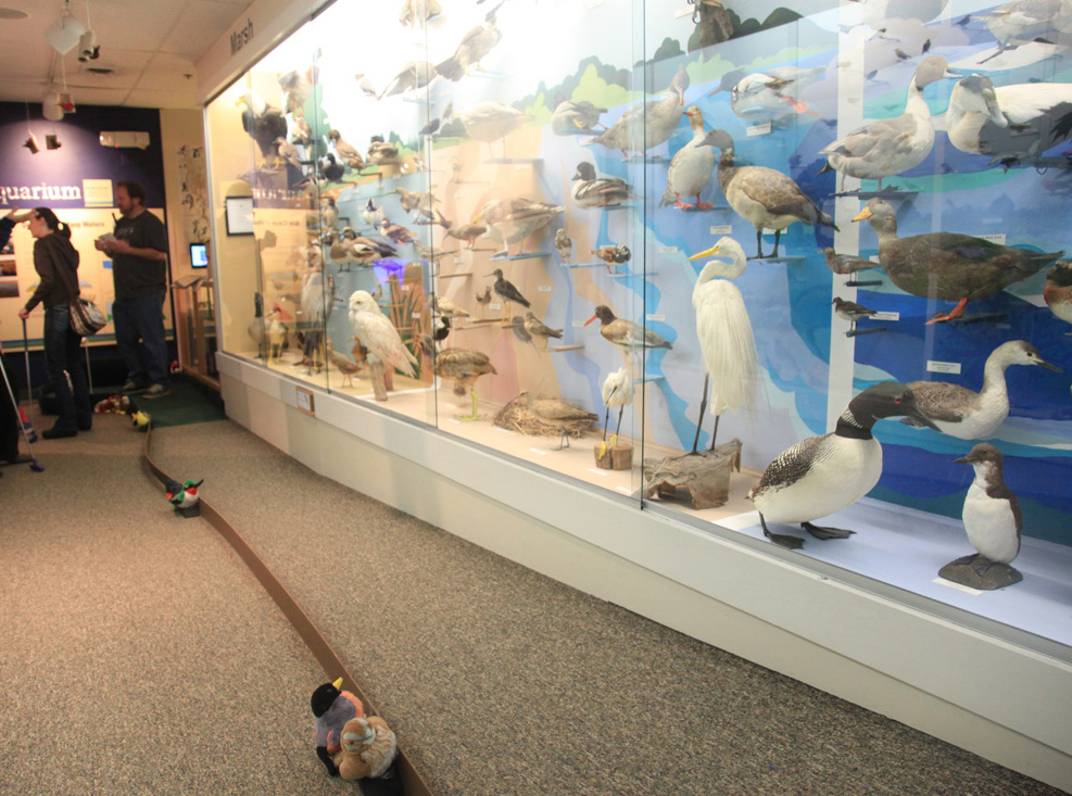 Sunday Journal Cape Cod Museum of Natural History