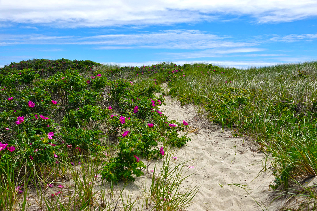Cape Cod Beach Roses Beach & Quintessential Rosa Rugosa Scenic!