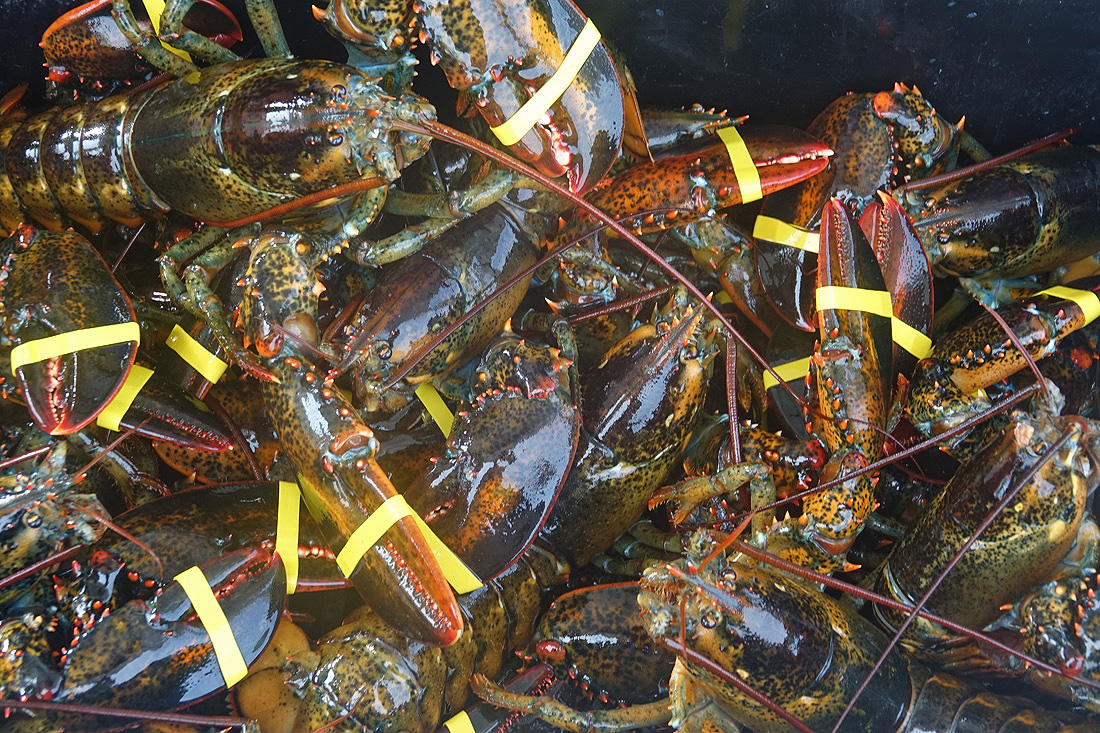 Study: Lobsters and Scallops May Move North Due to Climate Change - CapeCod.com News