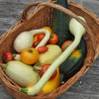 Photos From An Inconstant Gardener