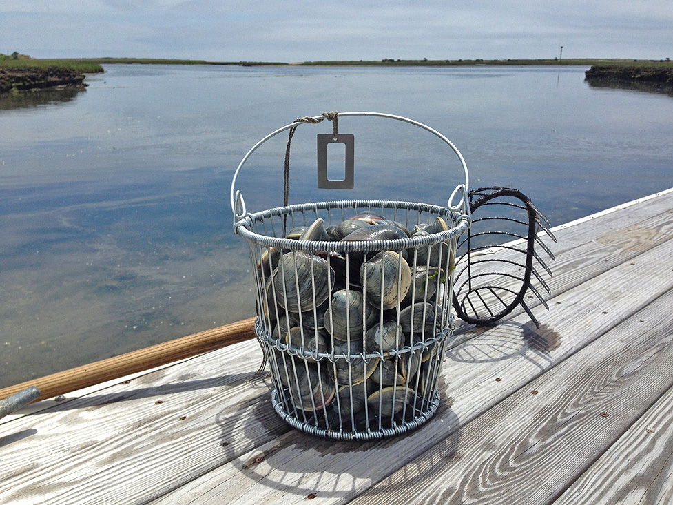 Scratching for Quahogs...Therapy and a Tasty Harvest!