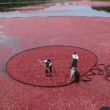Cranberry Harvest On A Harwich Bog