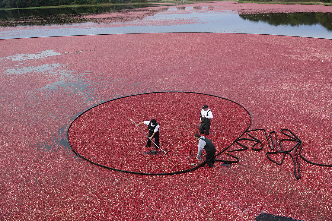 Cranberry Harvest On A Harwich Bog