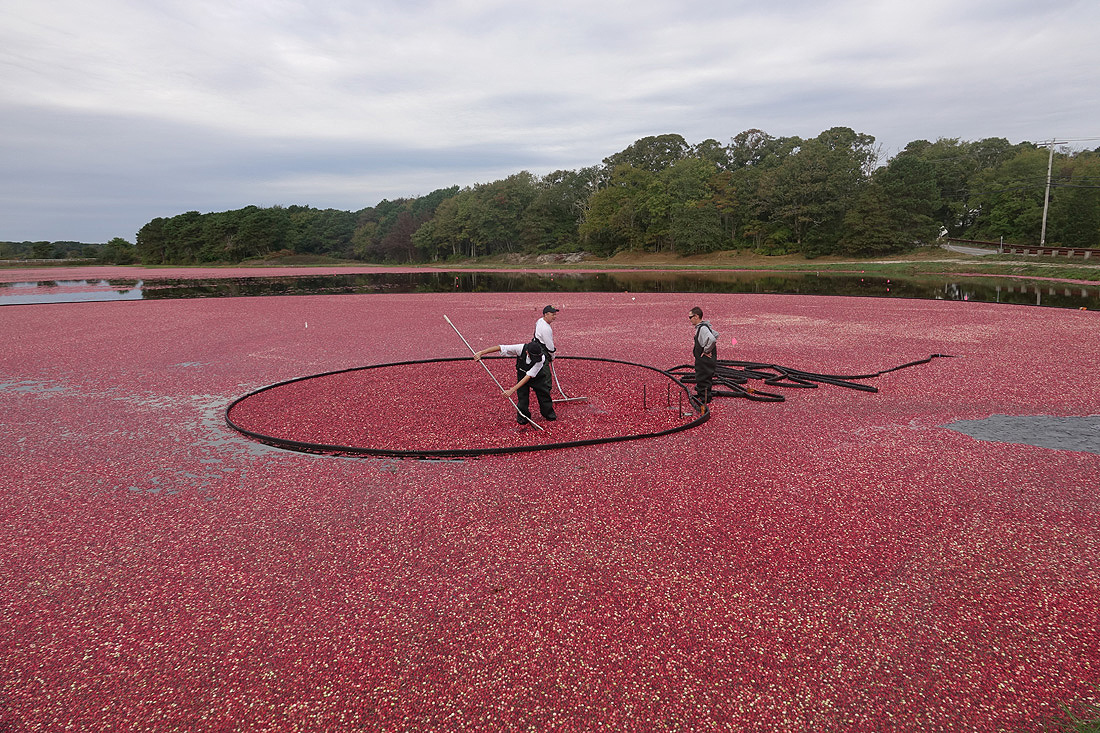 Harwich Cranberry Festival Set For This Weekend