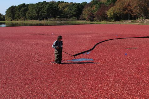 sk_harwich-cranberry-harvest_10-17-16-23