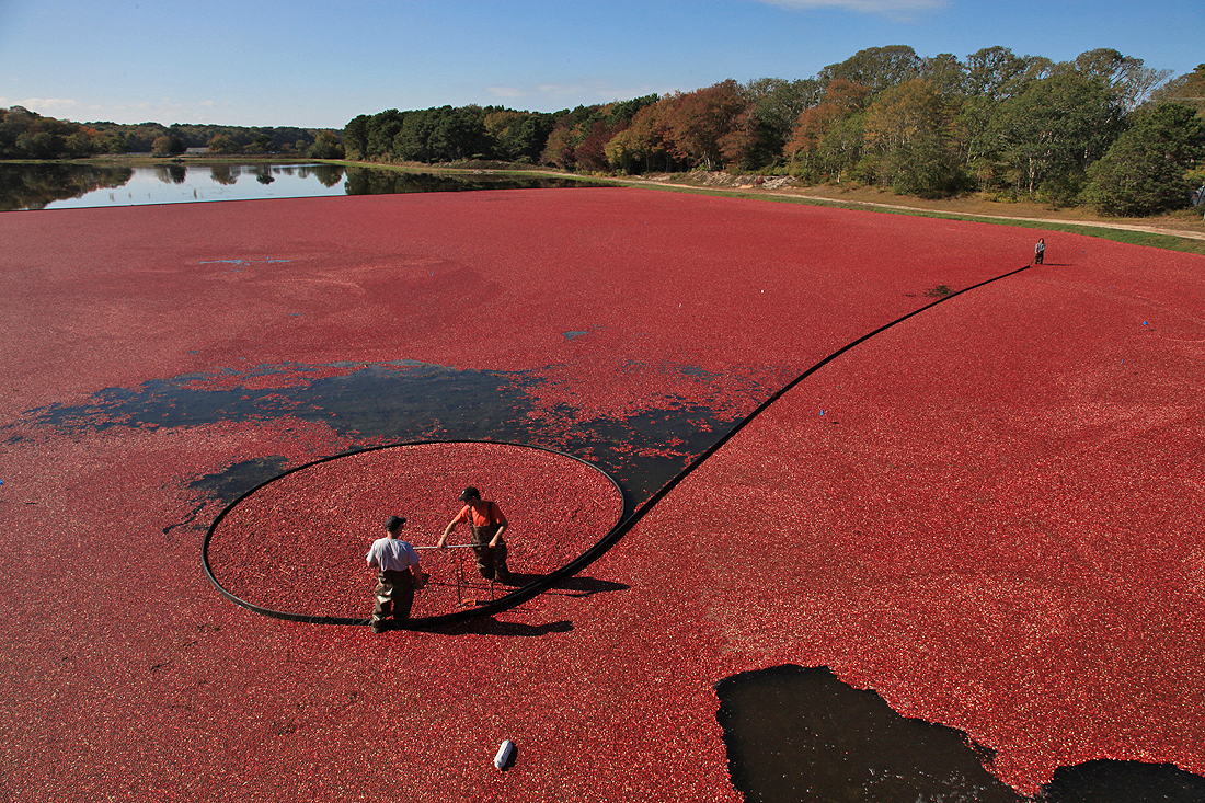 Harwich Cranberry Festival Set For This Weekend