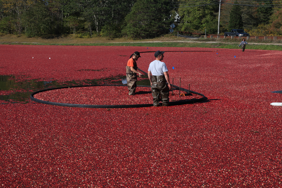 Cranberry Growers Look for Tax Credits to Renovate Bogs