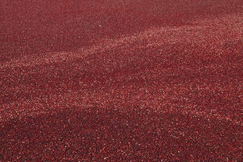 sk_harwich-cranberry-harvest_10-17-16-56