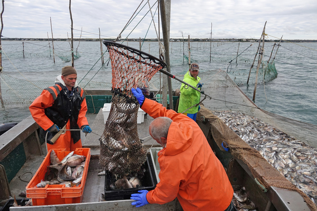 NOAA Fisheries Awards Bycatch Reduction Grant Funding - CapeCod.com