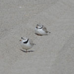 Piping Plovers Make Their Seasonal Return!