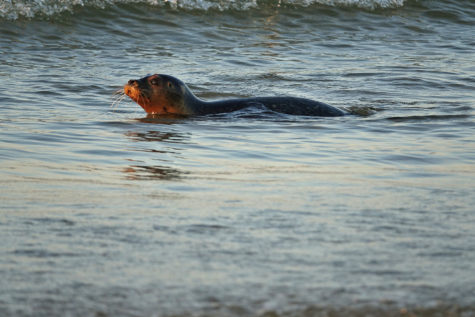 Seal and Seabird Cruise to Cuttyhunk - CapeCod.com