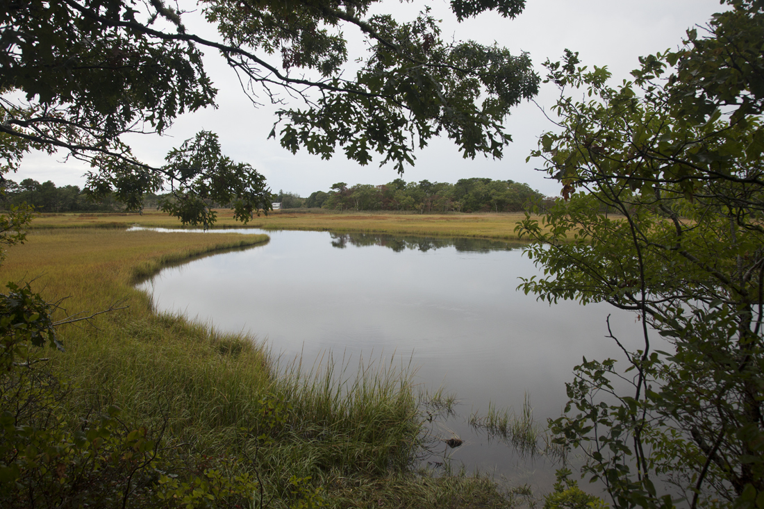 Herring River Restoration Project Moves Forward