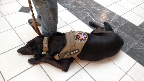 Scout is a Service Dog trained through resources from Heroes In Transition