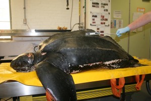 COURTESY OF THE NEW ENGLAND AQUARIUM A Leatherback sea turtle that washed up dead on Sandy Neck Beach in Barnstable on Sunday suffered from a boat strike, ingesting plastic and an entanglement.
