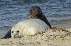 Seals - Winter