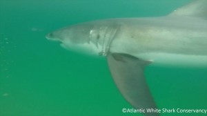 An underwater shot taken by researchers Friday. Courtesy of the Atlantic White Shark Conservancy.