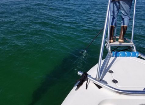 COURTESY OF THE ATLANTIC WHITE SHARK CONSERVANCY: State Shark expert Dr. Greg Skomal, working with the Atlantic White Shark Conservancy, tags the 20th white shark of the season Monday off the coast of Chatham.