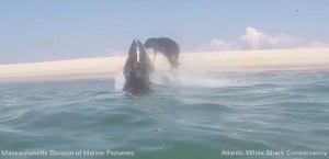 PHOTO COURTESY: ATLANTIC WHITE SHARK CONSERVANCY A seal barely escapes a shark attack off the coast of Monomoy