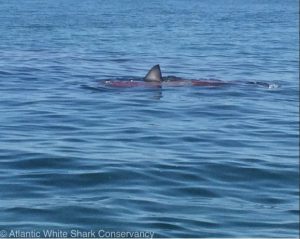 PHOTO COURTESY: Atlantic White Shark Conservancy