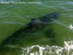 PHOTO COURTESY: ATLANTIC WHITE SHARK CONSERVANCY