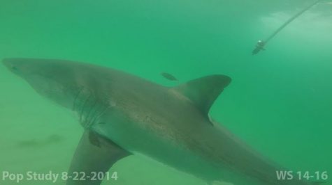 PHOTO COURTESY: Atlantic White Shark Conservancy. A white shark named 'Scratch' was detected Thursday off Monomoy