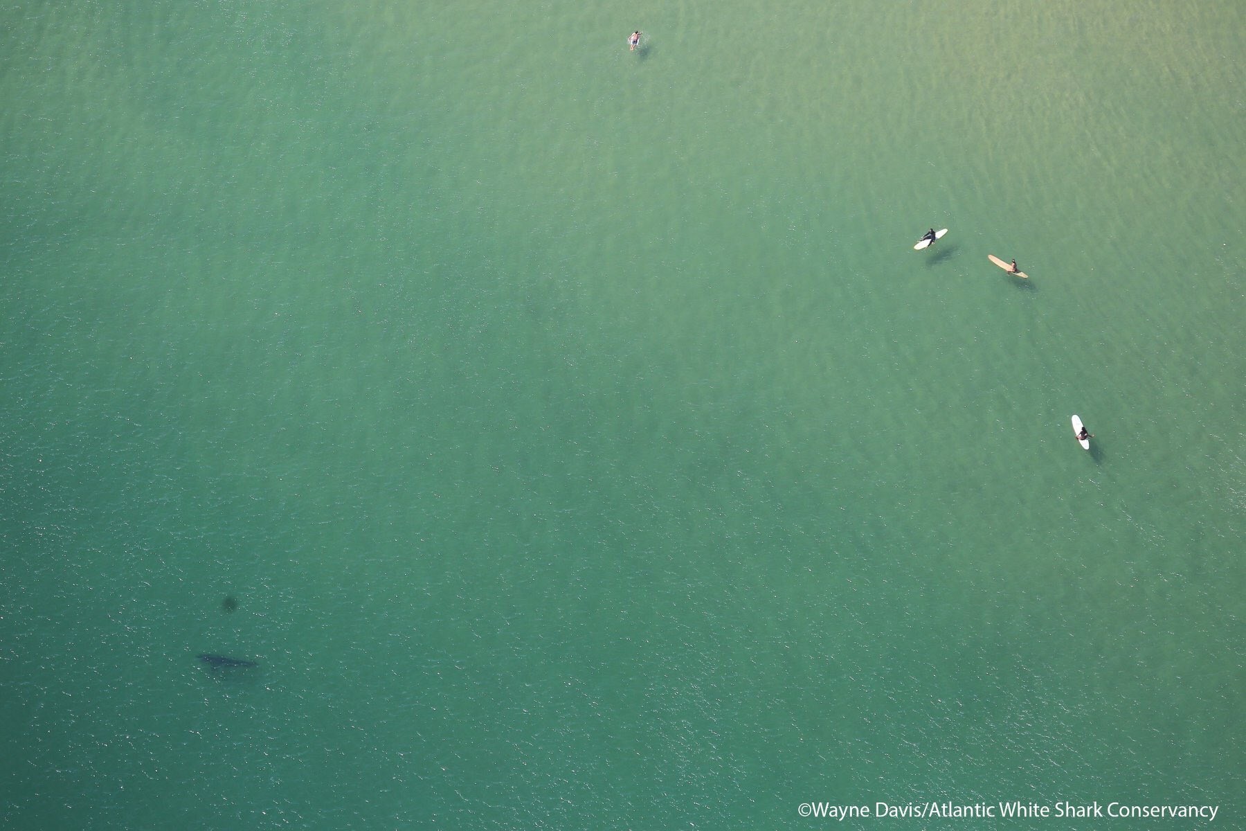 Researchers Snap Photo Of Great White Shark Swimming Near Surfers In Wellfleet Capecod Com
