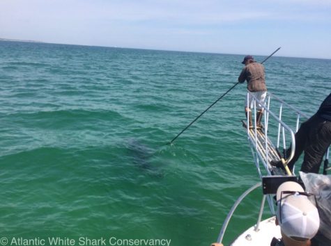 COURTESY OF THE ATLANTIC WHITE SHARK CONSERVANCY: Dr. Greg Skomal tags the ninth shark of 2016 on Thursday off the coast of Monomoy.