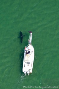 Courtesy: Atlantic White Shark Conservancy First great white shark of 2015 tagged off Chatham