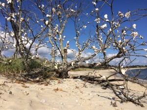 Shell Tree