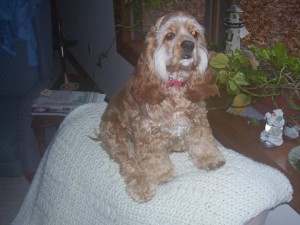 Sophie, a 6-year-old cocker spaniel shot and killed Saturday Morning in Truro. Photo courtesy of the Truro Police Department.
