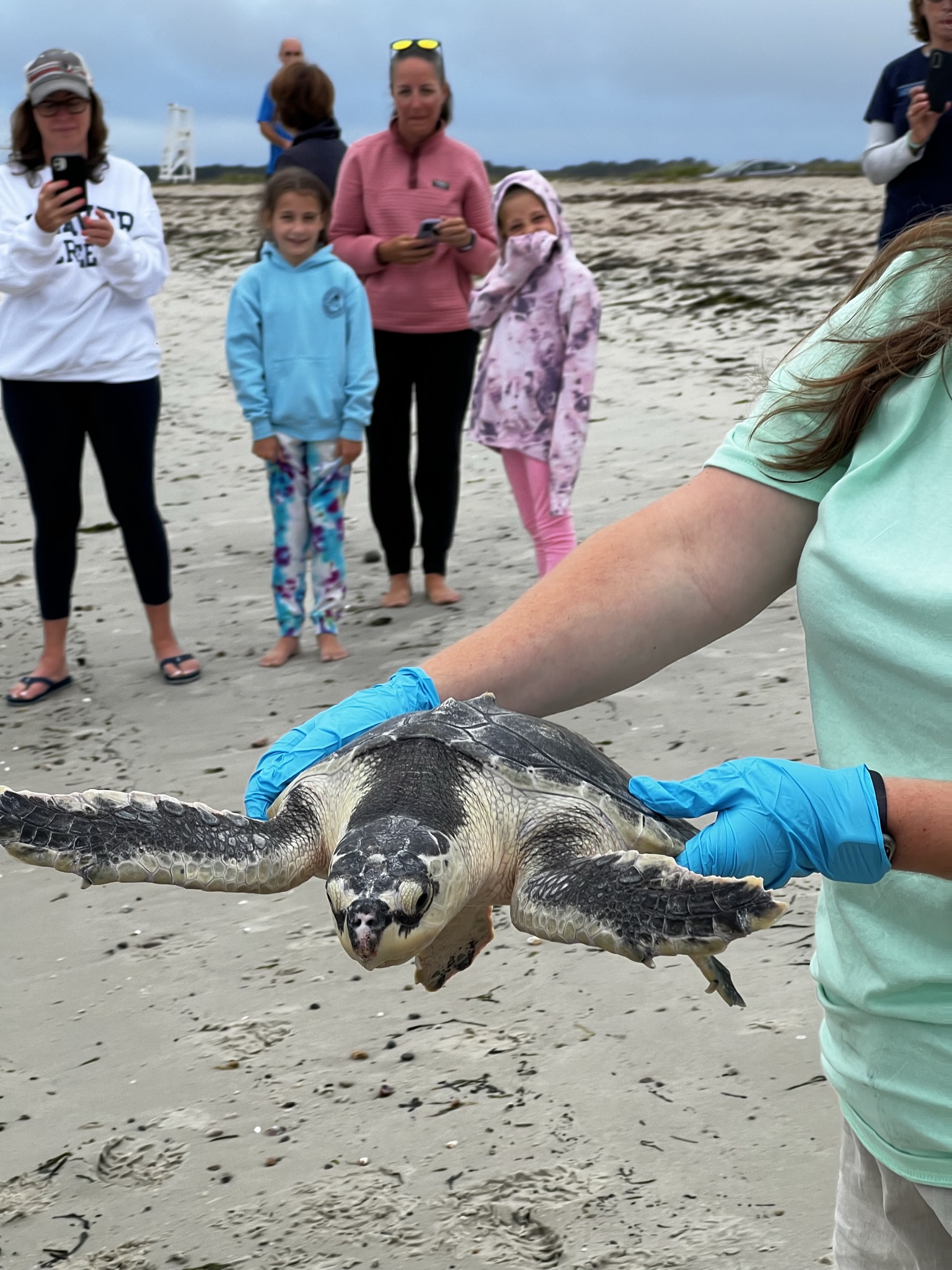 PHOTOS & VIDEO: Two Critically Endangered Sea Turtles Released Off Cape Cod