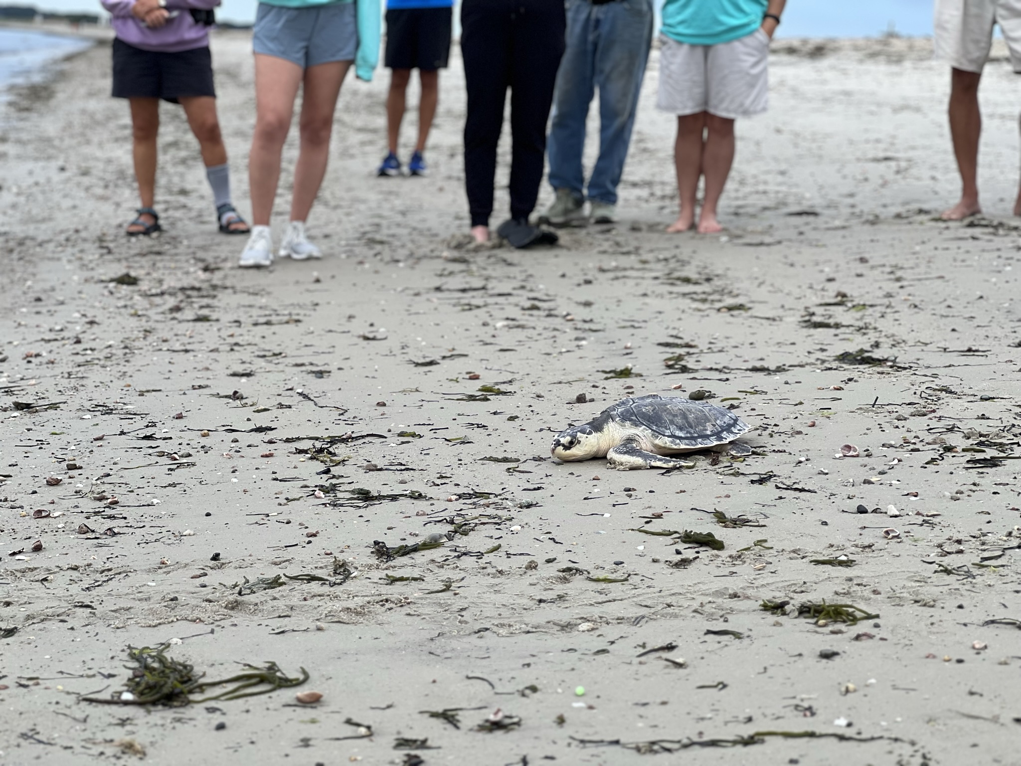 PHOTOS & VIDEO: Two Critically Endangered Sea Turtles Released Off Cape Cod