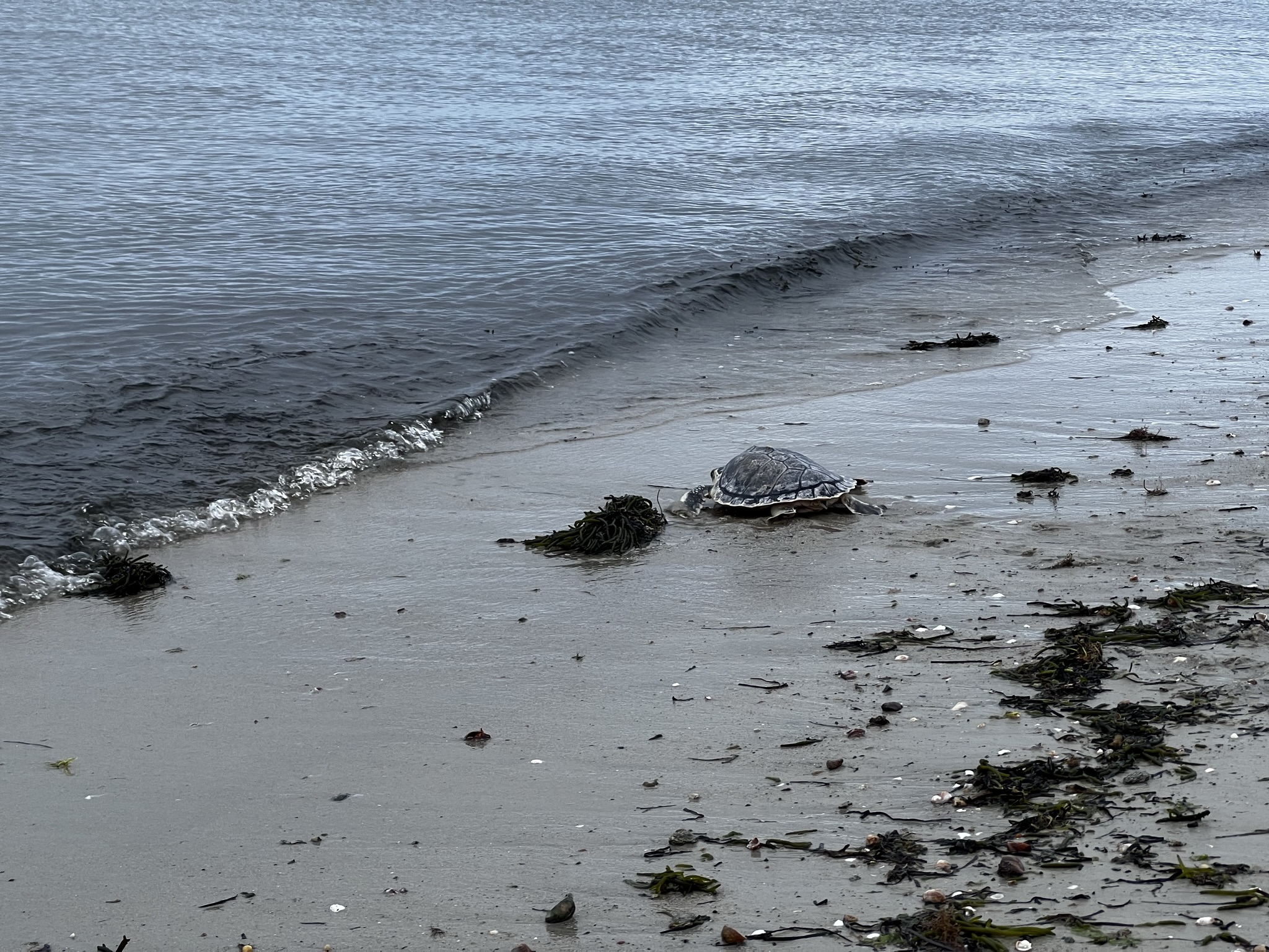 PHOTOS & VIDEO: Two Critically Endangered Sea Turtles Released Off Cape Cod
