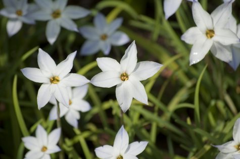 StarFlower