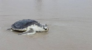 Stranded Turtle 7-17