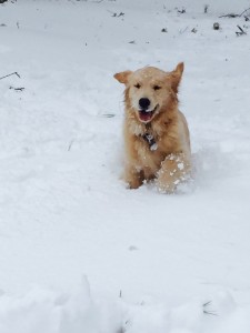 Not everyone hated last winter's snow-pocalypse