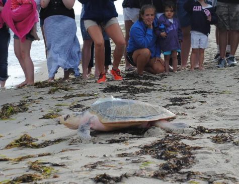 Families watch the release of a highly endangered Kemp’s Ridley sea turtle by the New England Aquarium Thursday evening at West Dennis Beach.