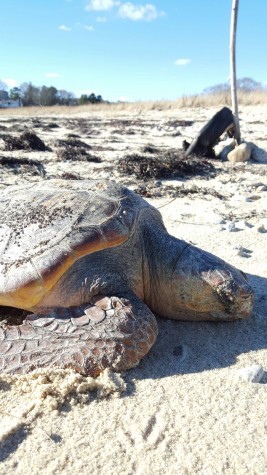 The loggerhead sea turtle found on a Plymouth beach