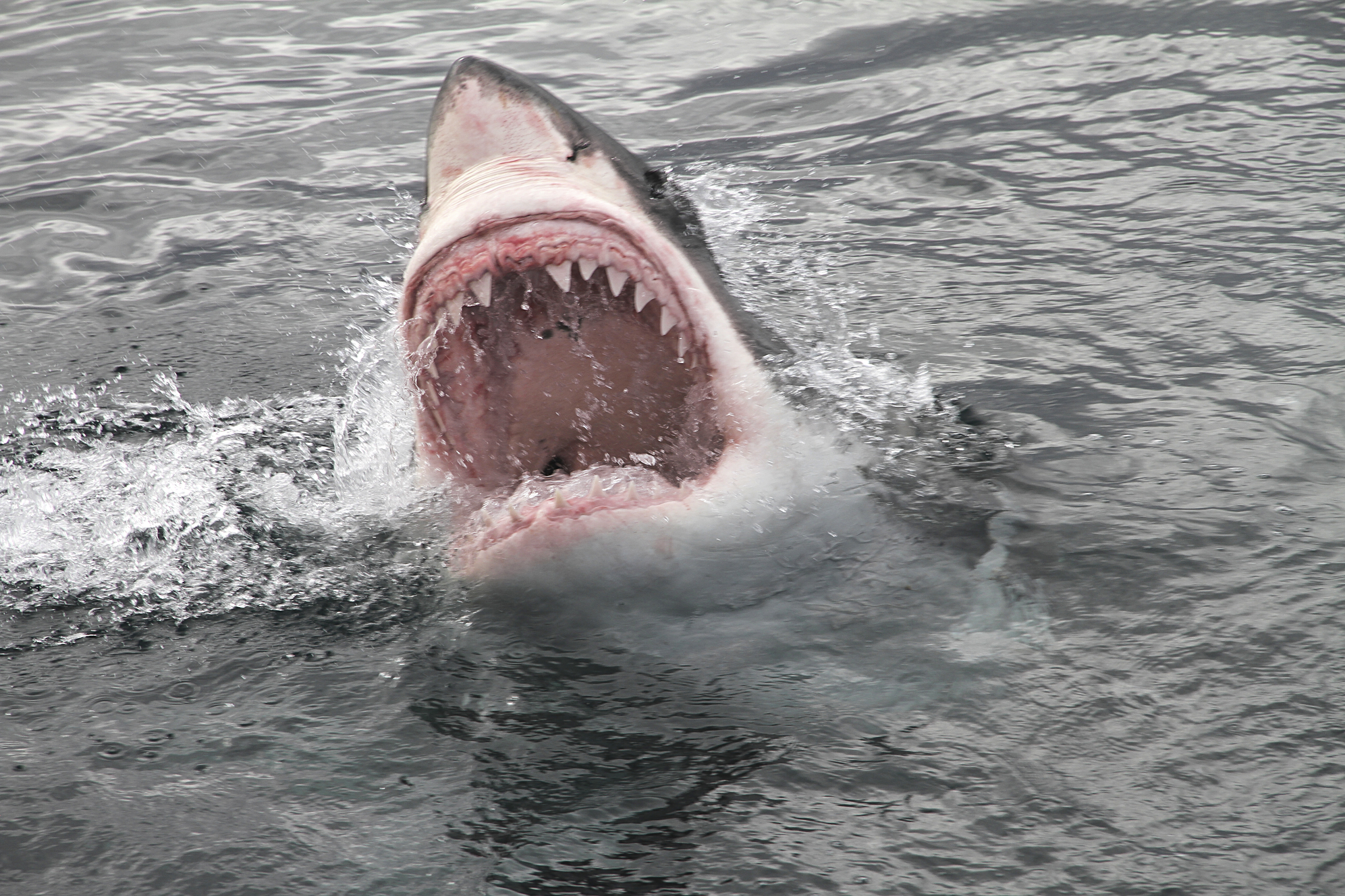 The Deadly Shark Attack That Rocked a Community: 'It Was Like Jaws