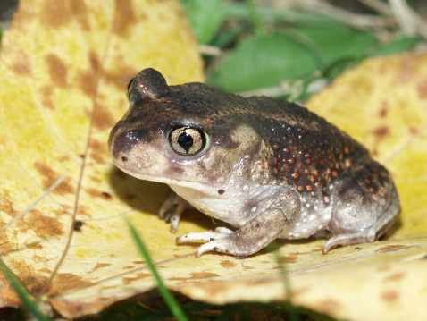 Toad Cod Seashore To Conduct Detours to Protect Spadefoot Toads