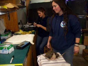 COURTESY OF THE WELLFLEET BAY WILDLIFE SANCTUARY: Olivia Bourque and Maureen Duffy process a ridley from Brewster on Sunday.