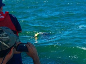 Coast Guard rescuing tangled leatherneck turtle.