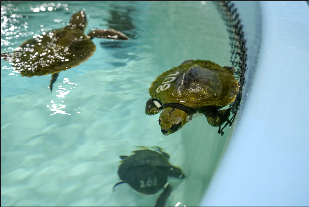 Cape Cod Turtle Stranding Season Escalates