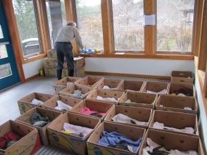 Workers at Mass Audubon’s Wellfleet Bay Wildlife Sanctuary place cold-stunned turtles in banana boxes used to transport the animals to the New England Aquarium for medical treatment.