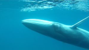 PHOTO COURTESY OF WHOI Rarely-observed Omura's whales were the topic of study conducted by a team who spent over 2 years with 44 groups off the coast of Madagascar
