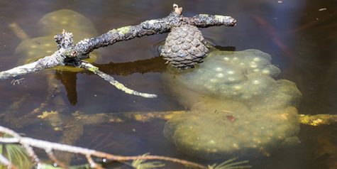 COURTESY OF THE BUZZARDS BAY COALITION Amphibians like spotted salamanders lay their eggs in protected vernal pools.