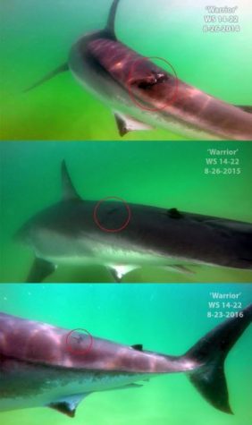 COURTESY OF THE MASSAHCUSETTS SHARK RESEARCH PROGRAM: White shark 14-22, named Warrior, was photographed on Tuesday, marking the third straight year the shark was captured on film during this week in August.