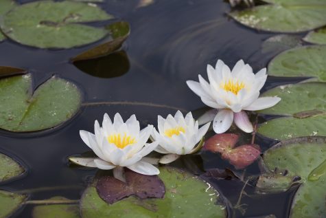 White waterlilies